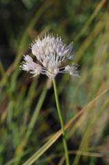 Allium pallasii