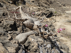 Adenium obesum