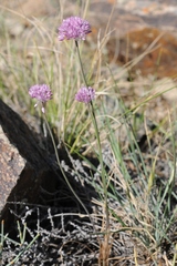 Allium pallasii