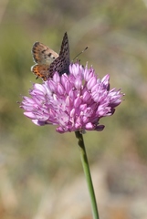 Allium pallasii