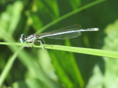 Platycnemis pennipes