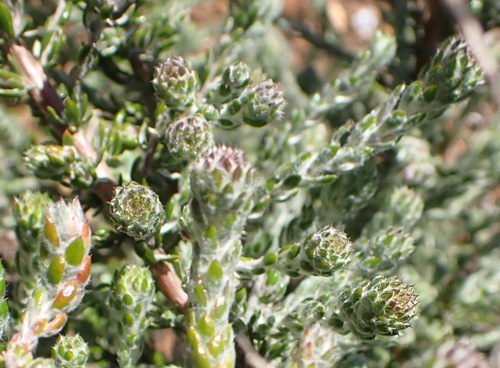 Stink Blombush (Metalasia pungens)
