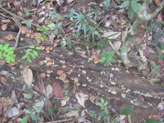 Flabellophora