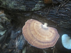 Flabellophora