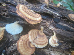 Flabellophora