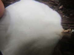Flabellophora