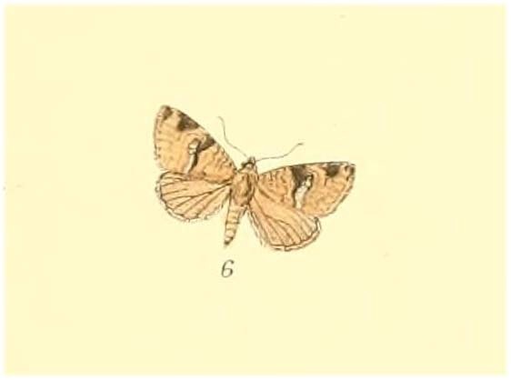 Arenarba destituta