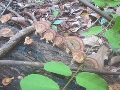 Flabellophora