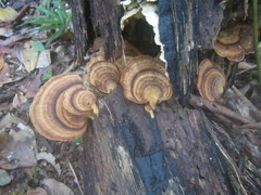 Flabellophora