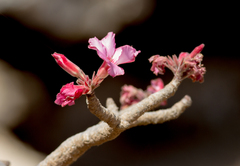 Adenium obesum