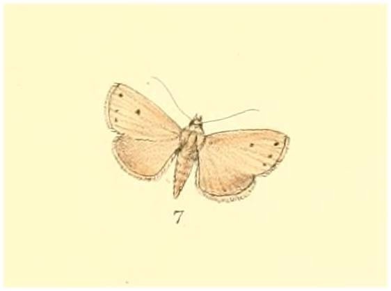 Churia maculata