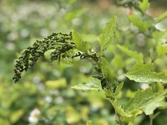 Chenopodium formosanum