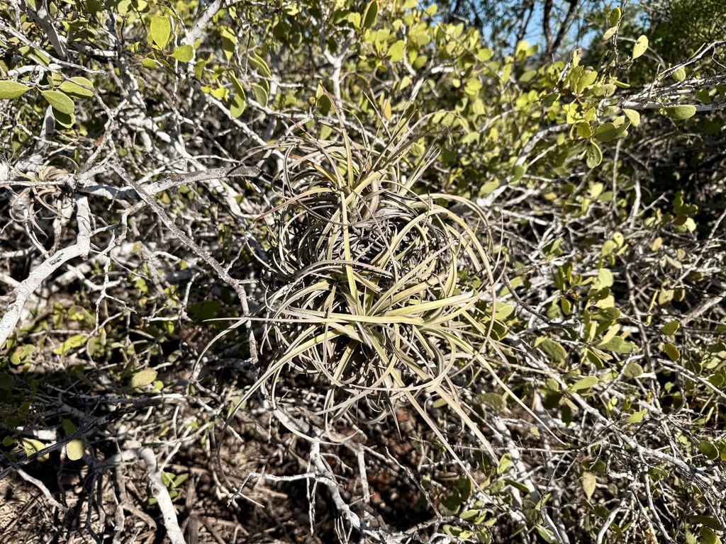 Tillandsia exserta; photograph (c) Sue Carnahan, some rights reserved (CC BY)