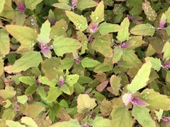 Chenopodium formosanum