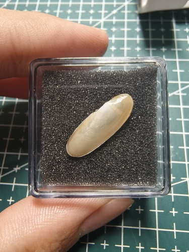 Siliqua pulchella, 2025-11-30