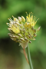 Allium petraeum