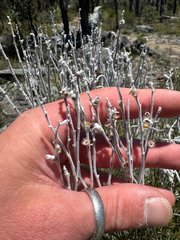 Conospermum stoechadis, photograph (c) Tyler Anthony, some rights reserved (CC BY)