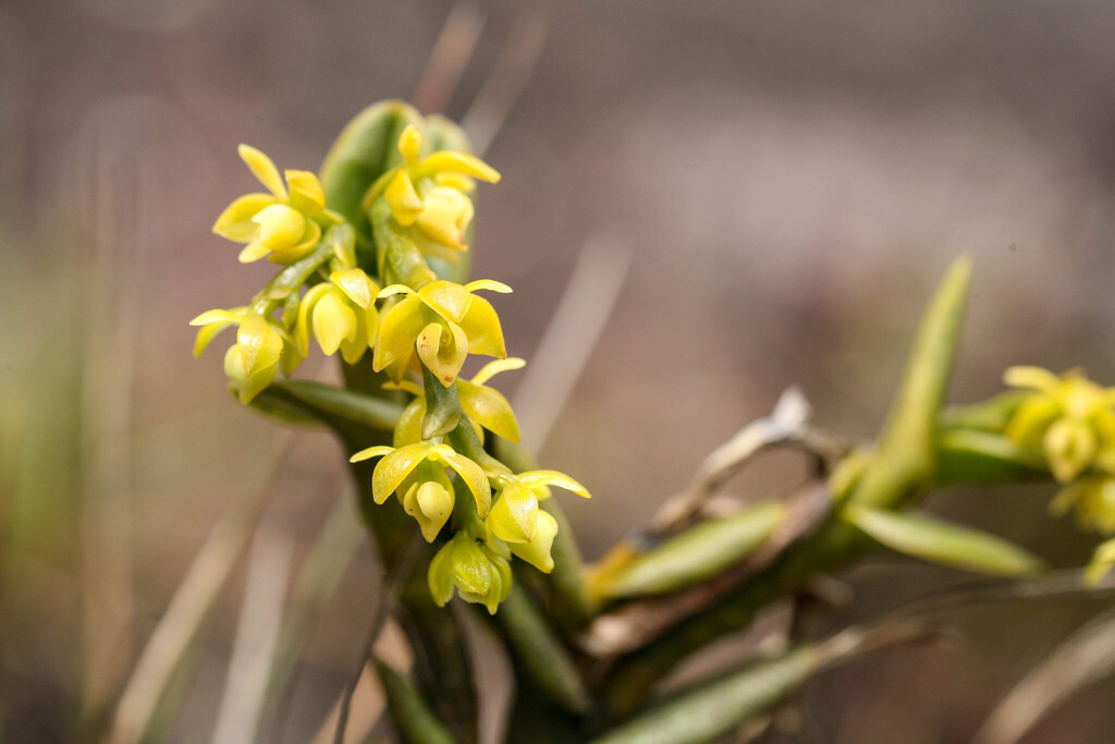 Epidendrum alsum Ridl.