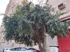Ziziphus jujuba