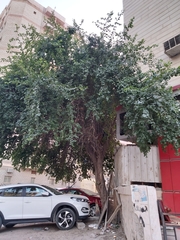 Ziziphus jujuba