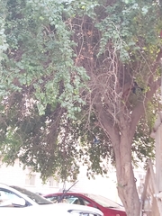 Ziziphus jujuba