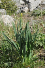 Allium platyspathum