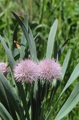 Allium platyspathum