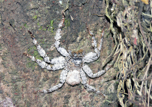 Barylestis