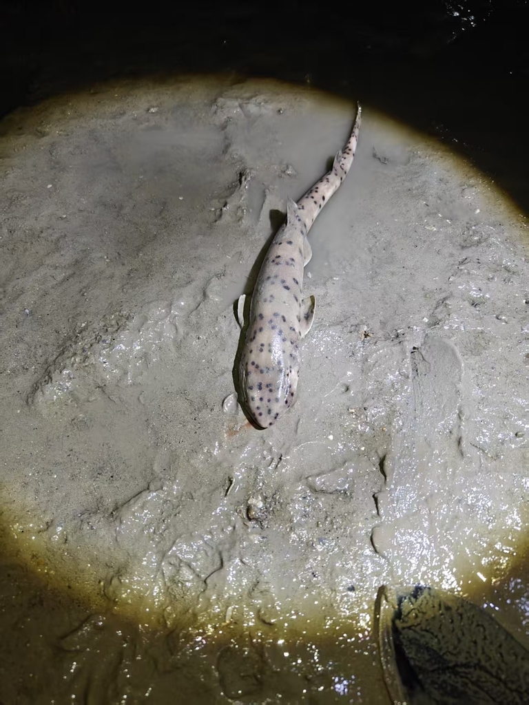 Black-spotted cat shark (Halaelurus buergeri) — Scyliorhinidae