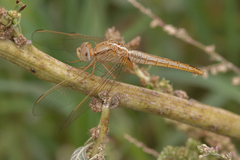 Crocothemis erythraea
