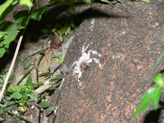 Barylestis saaristoi