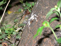 Barylestis saaristoi