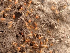 Trinervitermes trinervoides