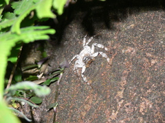 Barylestis saaristoi