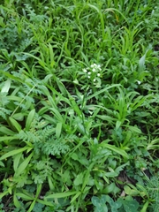 Capsella bursa-pastoris