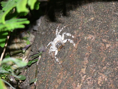 Barylestis saaristoi