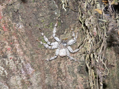 Barylestis saaristoi