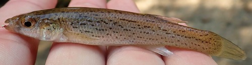 Stippled studfish (Fundulus bifax) — Fundulidae — 2