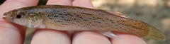 Stippled Studfish photo 3