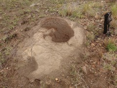 Trinervitermes trinervoides