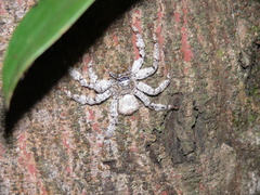 Barylestis saaristoi