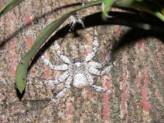 Barylestis saaristoi