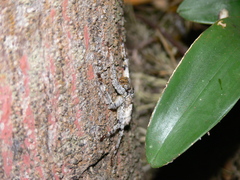 Barylestis saaristoi