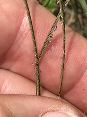 Microchloa caffra