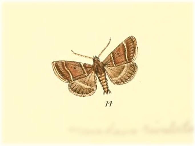 Maradana rivulata