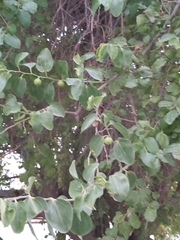 Ziziphus jujuba