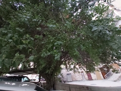 Ziziphus jujuba