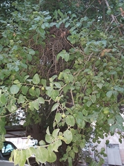 Ziziphus jujuba