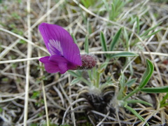 Oxytropis chakassiensis