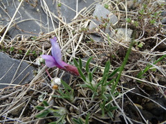 Oxytropis chakassiensis